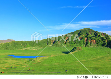 【熊本県】新緑の草千里ヶ浜(阿蘇山) 【熊本県】新緑の草千里ヶ浜(阿蘇山) 116420625