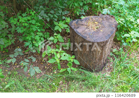 tree stump in the forest 116420689