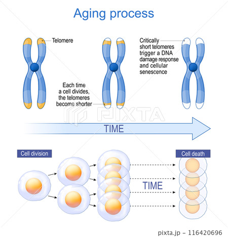 Aging Process and  Telomeres 116420696