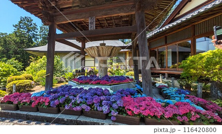 京都宇治の三室戸寺のアジサイ 116420800
