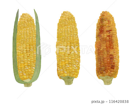 とうもろこしセット 116420838