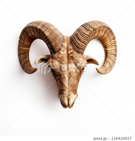 Detailed Front View of a Majestic Brown Ram Head with Impressive Horns on a White Background 116420917