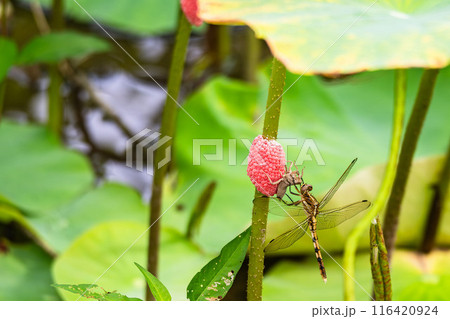 羽化後のシオカラトンボ 116420924