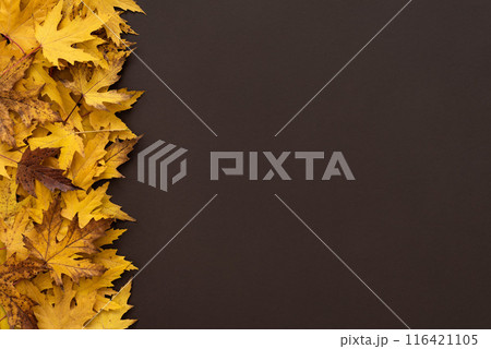 Brown Background with Border of Yellow Autumn Maple Leaves 116421105