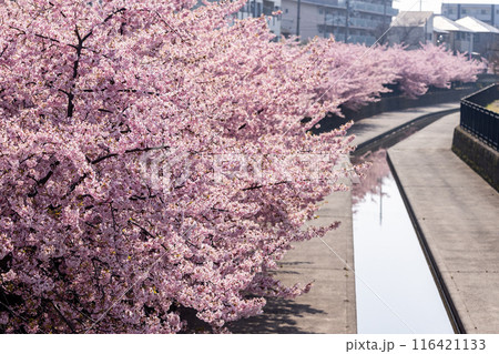 満開の淀の河津桜 116421133