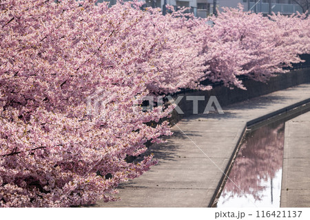 満開の淀の河津桜 116421137