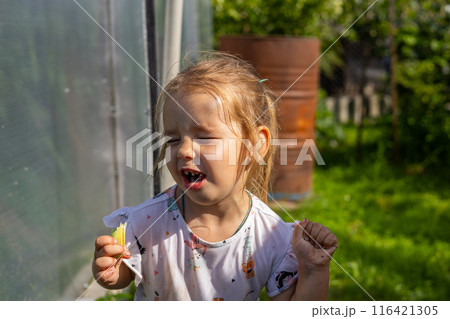 Having bitten off a piece of sour rhubarb, the child winced funny. Cute child eats sour rhubarb and frowns heavily. The child loves the rhubarb plant. 116421305