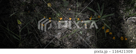 Chanterelle mushrooms grow in a strip of light in the forest. Banner, poster. Red chanterelle mushrooms grew in a small cluster in the forest during the warm season. Chanterelle mushrooms grow in a strip of light in the forest. Banner, poster. Red chanterelle mushrooms grew in a small cluster in the forest during the warm season. 116421309