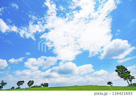 夏の青空と草原 116421693