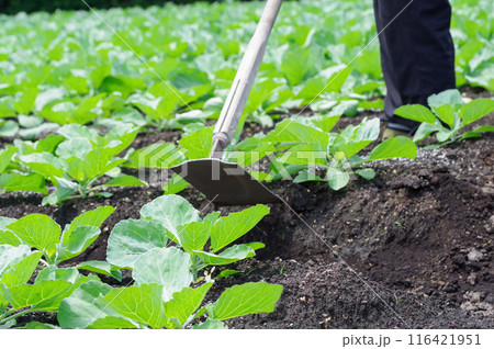 畑でキャベツを栽培する様子 116421951