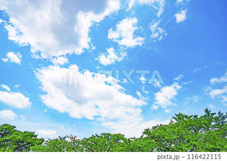 夏の雲と木立 夏の雲と木立 116422115