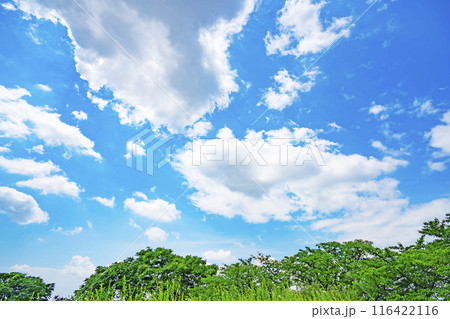 夏の雲と木立 夏の雲と木立 116422116