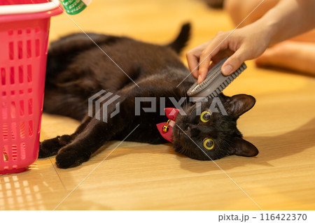 ブラッシングされる黒猫 ブラッシングされる黒猫 116422370
