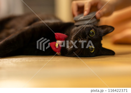 ブラッシングされる黒猫 ブラッシングされる黒猫 116422371