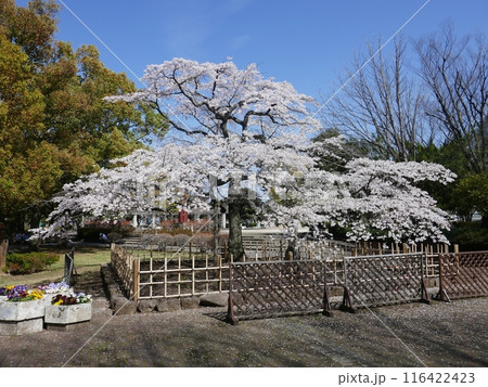 千代鶴姫 (埼玉県熊谷市) 千代鶴姫 (埼玉県熊谷市) 116422423