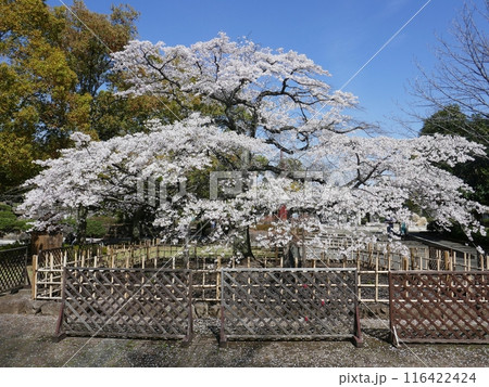 千代鶴姫　　　（埼玉県熊谷市） 116422424