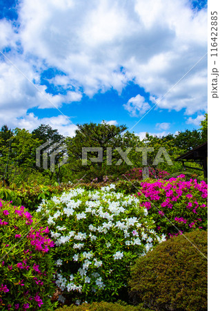 【京都風景】随心院のつつじ 116422885