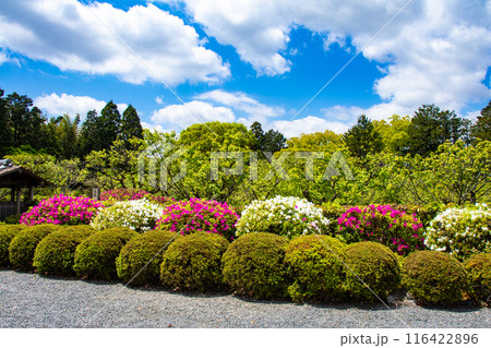 【京都風景】随心院のつつじ 【京都風景】随心院のつつじ 116422896