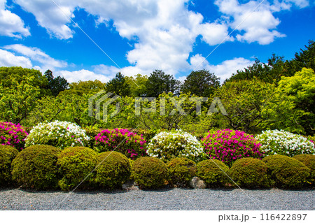 【京都風景】随心院のつつじ 116422897