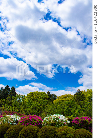 【京都風景】随心院のつつじ 116422900
