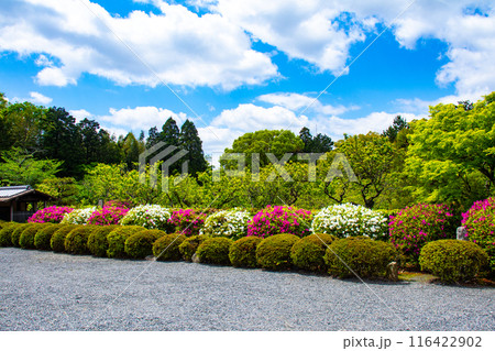 【京都風景】随心院のつつじ 116422902