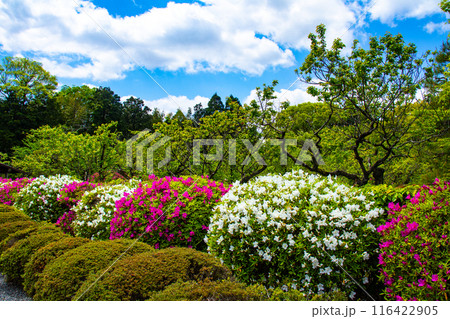 【京都風景】随心院のつつじ 【京都風景】随心院のつつじ 116422905