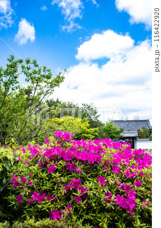 【京都風景】随心院のつつじ 【京都風景】随心院のつつじ 116422920