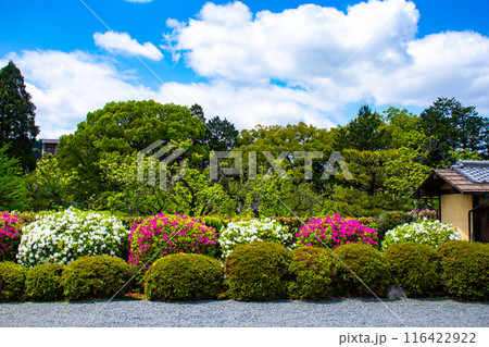 【京都風景】随心院のつつじ 【京都風景】随心院のつつじ 116422922