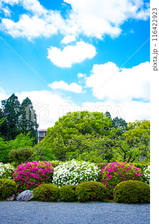【京都風景】随心院のつつじ 116422923