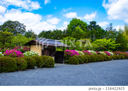 【京都風景】随心院のつつじ 116422925