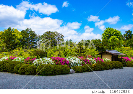 【京都風景】随心院のつつじ 【京都風景】随心院のつつじ 116422928