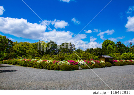 【京都風景】随心院のつつじ 116422933