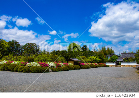 【京都風景】随心院のつつじ 116422934