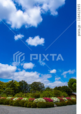【京都風景】随心院のつつじ 116422935