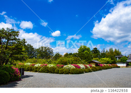 【京都風景】随心院のつつじ 【京都風景】随心院のつつじ 116422938