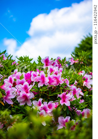 【京都風景】随心院のつつじ 116422942