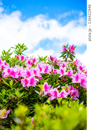 【京都風景】随心院のつつじ 116422946