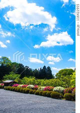 【京都風景】随心院のつつじ 116422955