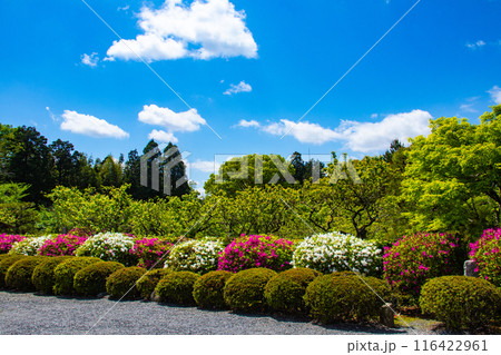 【京都風景】随心院のつつじ 116422961