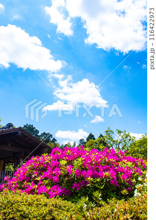 【京都風景】随心院のつつじ 116422973