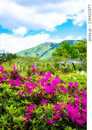 【京都風景】随心院のつつじ 【京都風景】随心院のつつじ 116422977