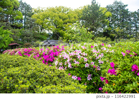 【京都風景】随心院のつつじ 116422991