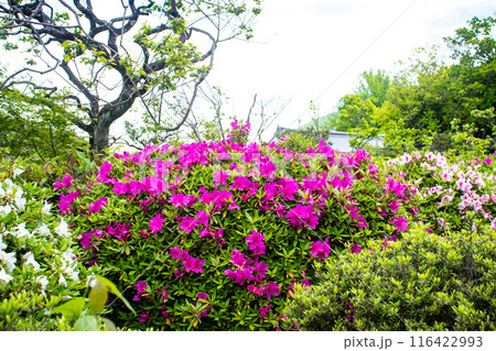 【京都風景】随心院のつつじ 【京都風景】随心院のつつじ 116422993