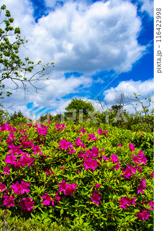 【京都風景】随心院のつつじ 116422998