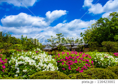 【京都風景】随心院のつつじ 【京都風景】随心院のつつじ 116423001