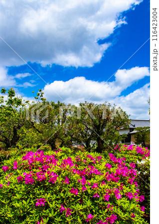【京都風景】随心院のつつじ 116423004