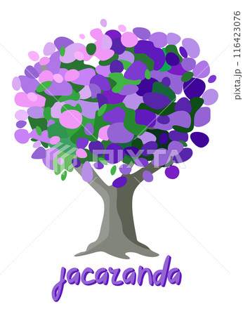 Jacaranda tree. South american tree with purple flowers. Vector isolated illustration 116423076
