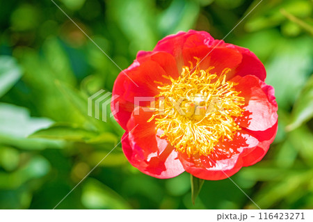 家の周りの草花 四季の色々 花壇を彩る美しいピンクの可憐な花が咲きました 家の周りの草花 四季の色々 花壇を彩る美しいピンクの可憐な花が咲きました 116423271