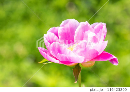 家の周りの草花 四季の色々 花壇を彩る美しいピンクの可憐な花が咲きました 家の周りの草花 四季の色々 花壇を彩る美しいピンクの可憐な花が咲きました 116423290