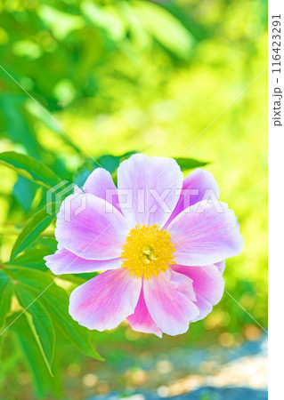 家の周りの草花　四季の色々　花壇を彩る美しいピンクの可憐な花が咲きました　 116423291